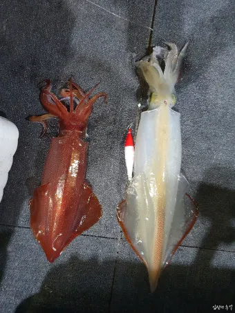 한치 오징어 차이 비교 생김새 맛 식감 완벽 분석_3
