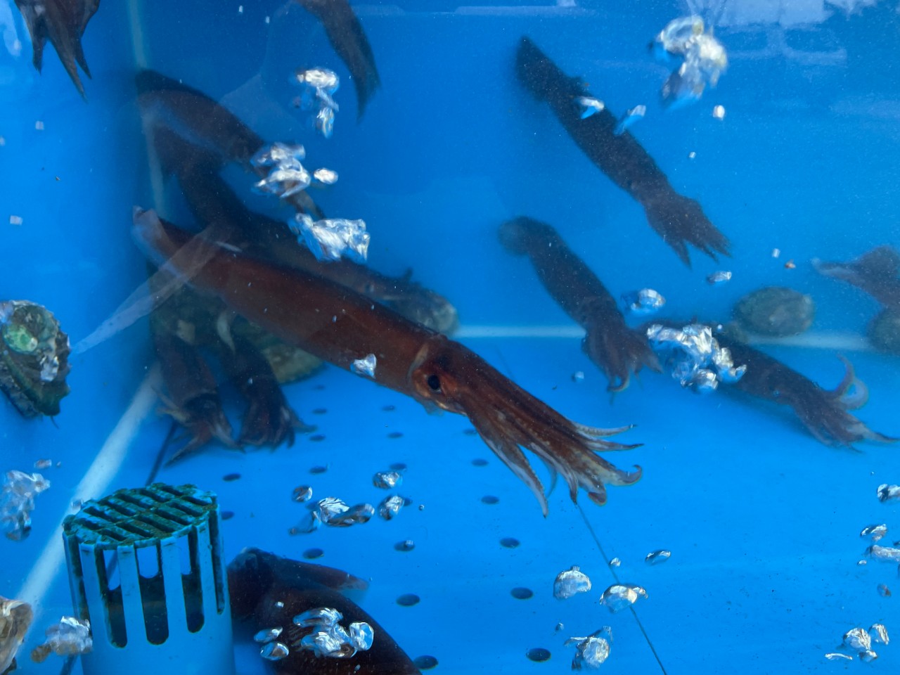 6시 내고향 청어요리 맛집