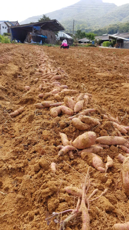 밭농사 한 해를 한눈에 — 보리, 감자, 고구마, 순무, 고추까지 9