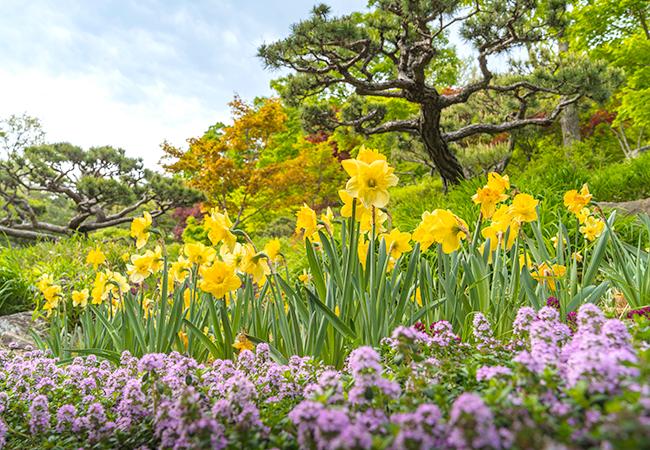 봄-화담숲-수선화축제