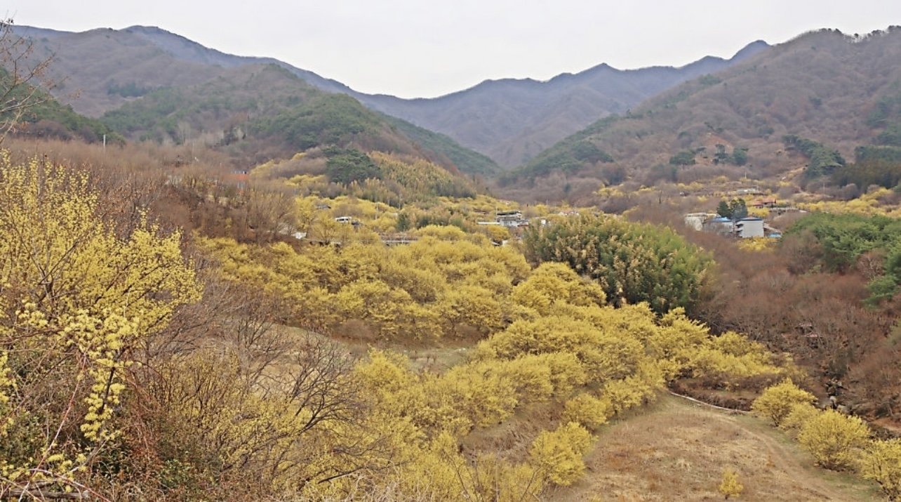 봄을 알리는 산유화