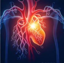 대마 종자유 효능