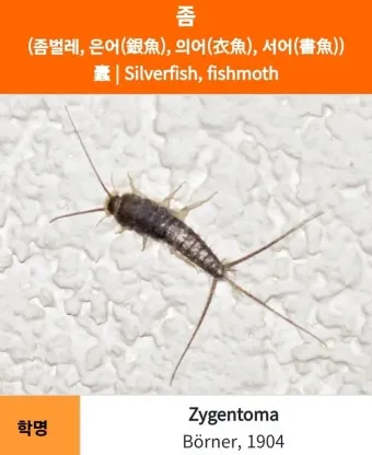 좀벌레 생기는 원인과 퇴치법 하얀벌레 제거 방법_18