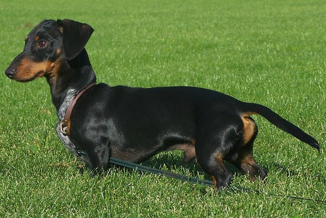 스무스코트 닥스훈트 (Smooth Coat Dachshund)
