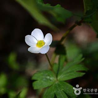 야생화