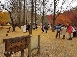 춘천 가볼만한곳 베스트: 남이섬