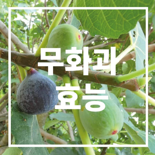 무화과 효능