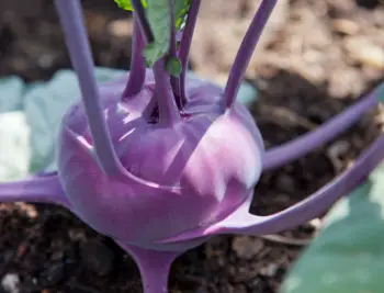 콜라비 효능과 영양성분, 주의점