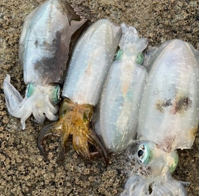 무늬오징어 효능