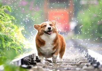 산책하는 강아지