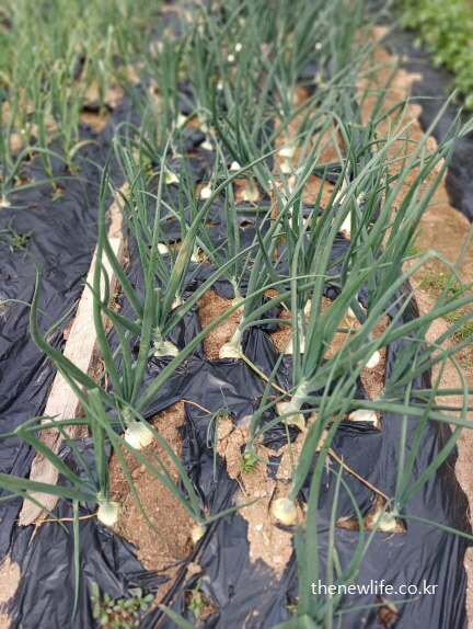 양파밭에서 자라는 신선한 양파, 혈액 건강에 좋은 양파 효능