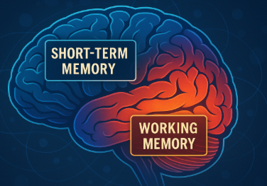 단기기억과 작업기억의 뇌과학적 차이