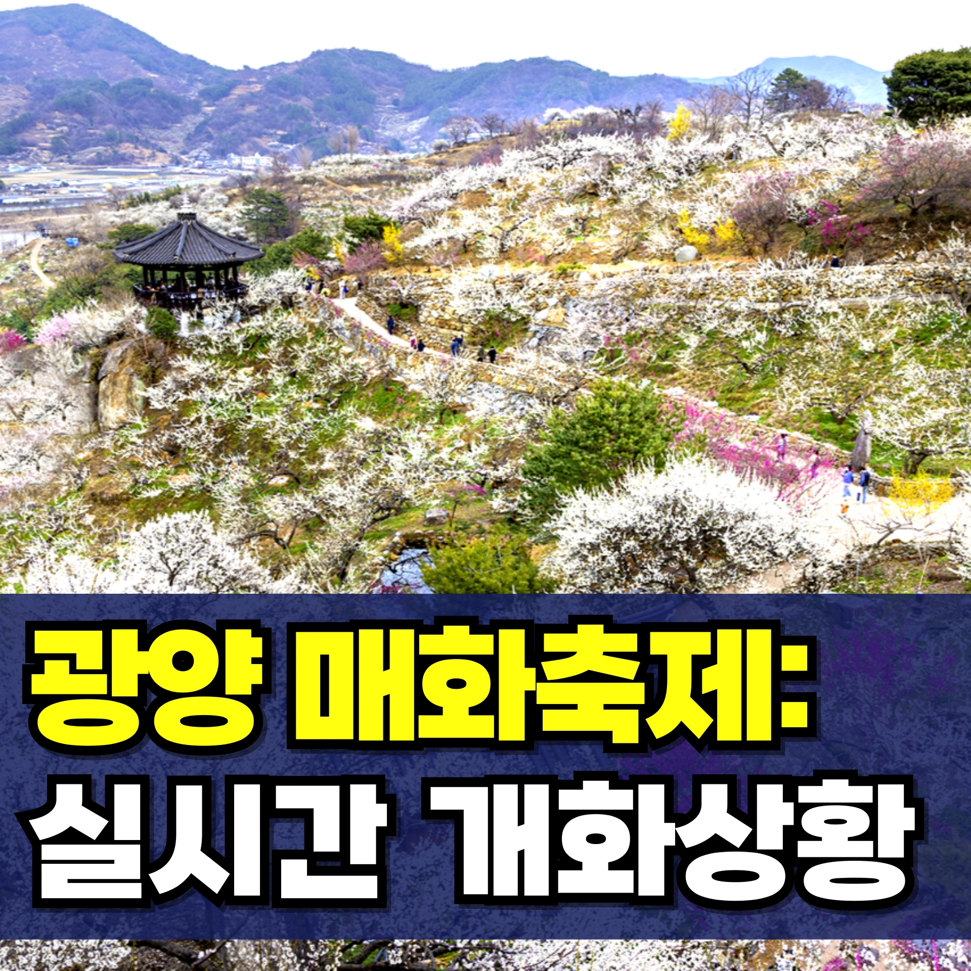 광양-매화축제-개화상황-실시간