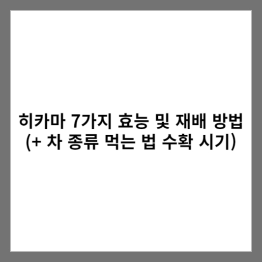 히카마 7가지 효능 및 재배 방법 (+ 차 종류 먹는 법 수확 시기)