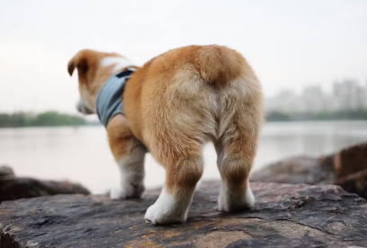 개의 엉덩이가 냄새나는 원인 항문낭.