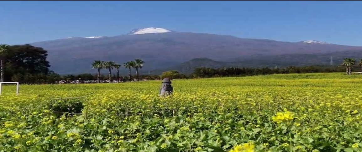 2025년 제주 휴애리 유채꽃 축제