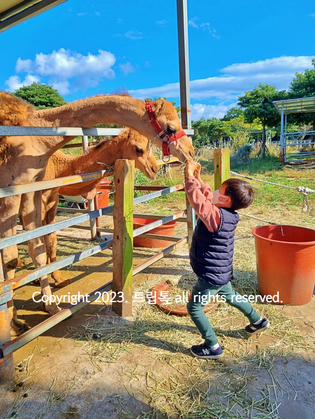 아이가 손으로 직접 낙타에게 건초를 먹여준다.