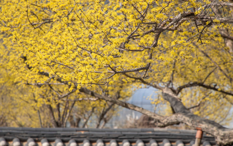 구례 산수유축제