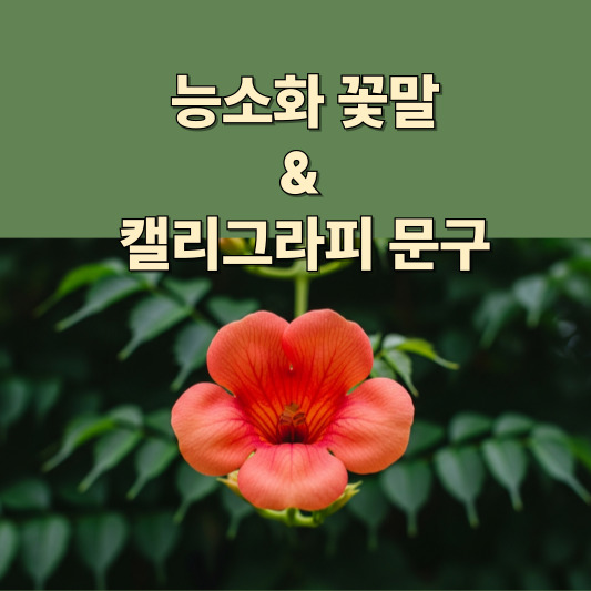 능소화 꽃말로 쓰는 감성 캘리그라피 글귀 모음(50개) - 기다림의 끝에서 피어난 말들