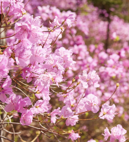 벚꽃 개화시기 2024 축제 명소