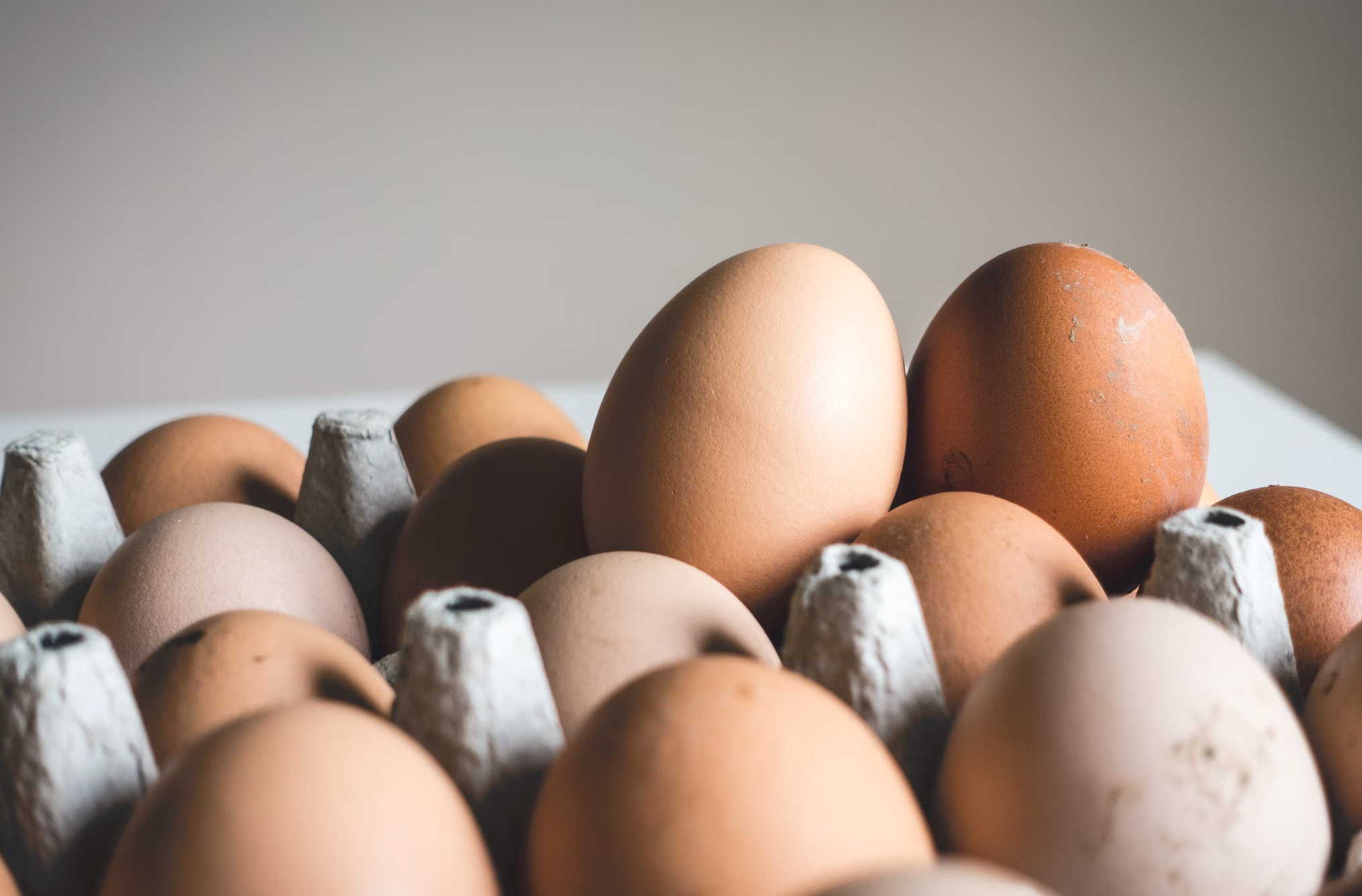 타우린 많은 음식