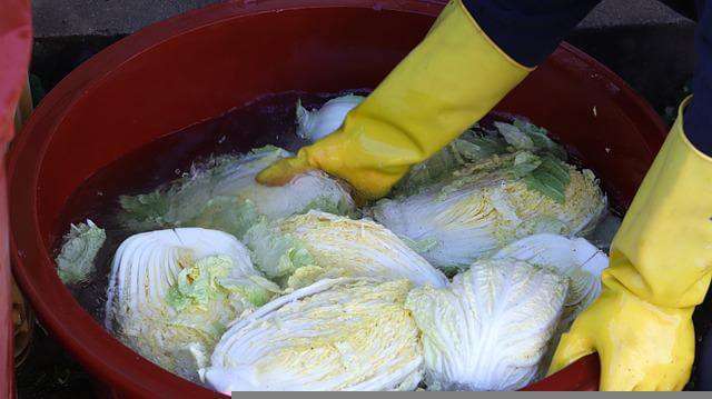 김장 배추 심는 시기