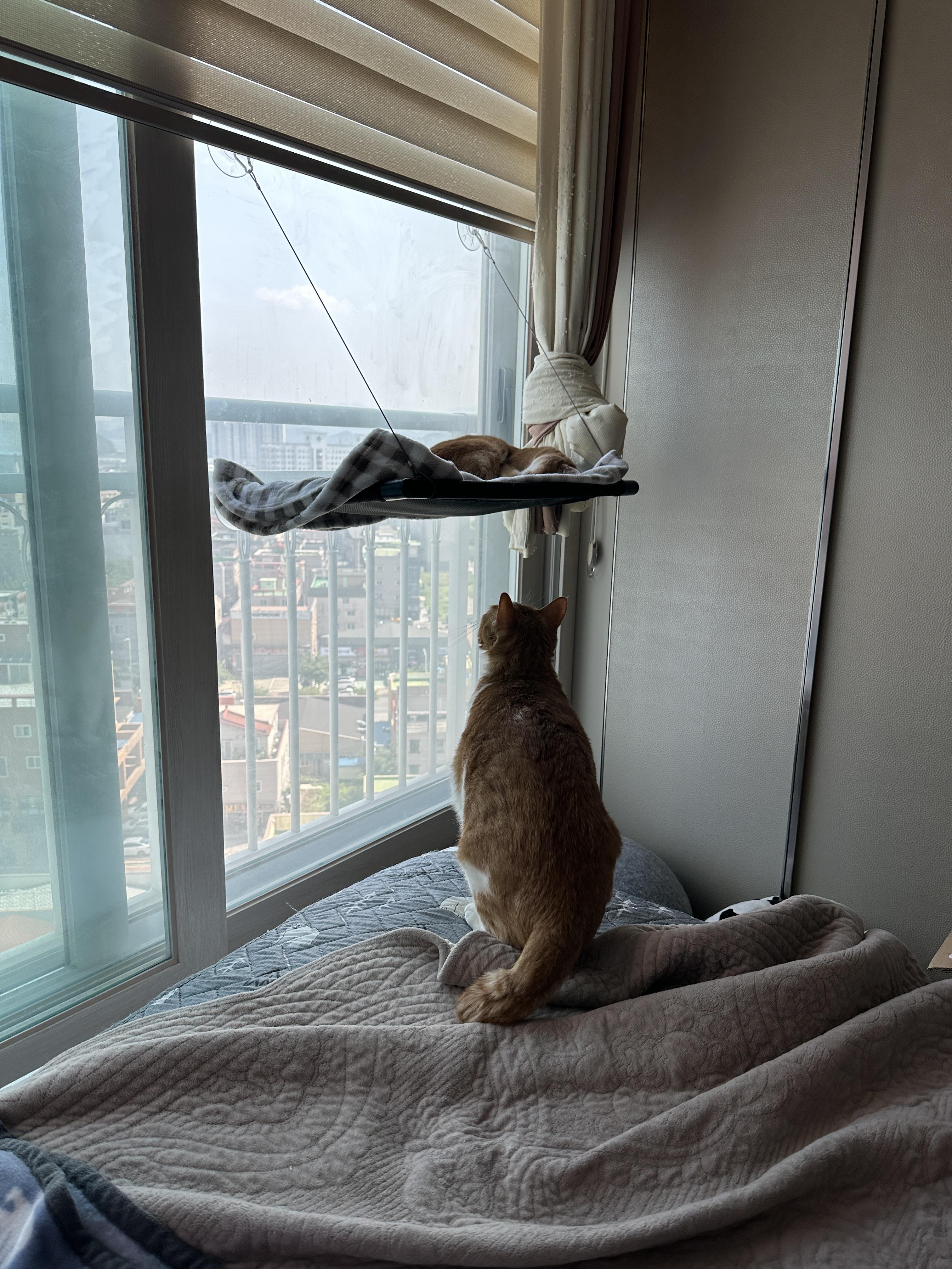 막둥이 창문 해먹에 올라가기 (feat. 아홉냥이네만의 룰과 침대 패드가 늘 어질러져 있는 이유)