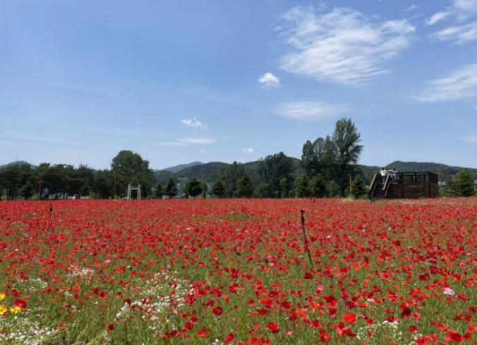 가평 자라섬 꽃 페스타 축제 입장료 및 할인 정보 주차 전기차
