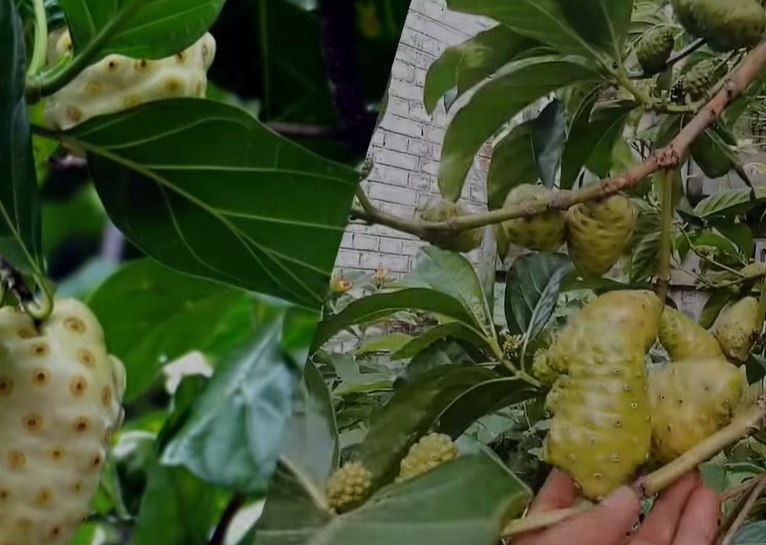 노니 효능 부작용