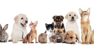 반려동물 키우는 방법