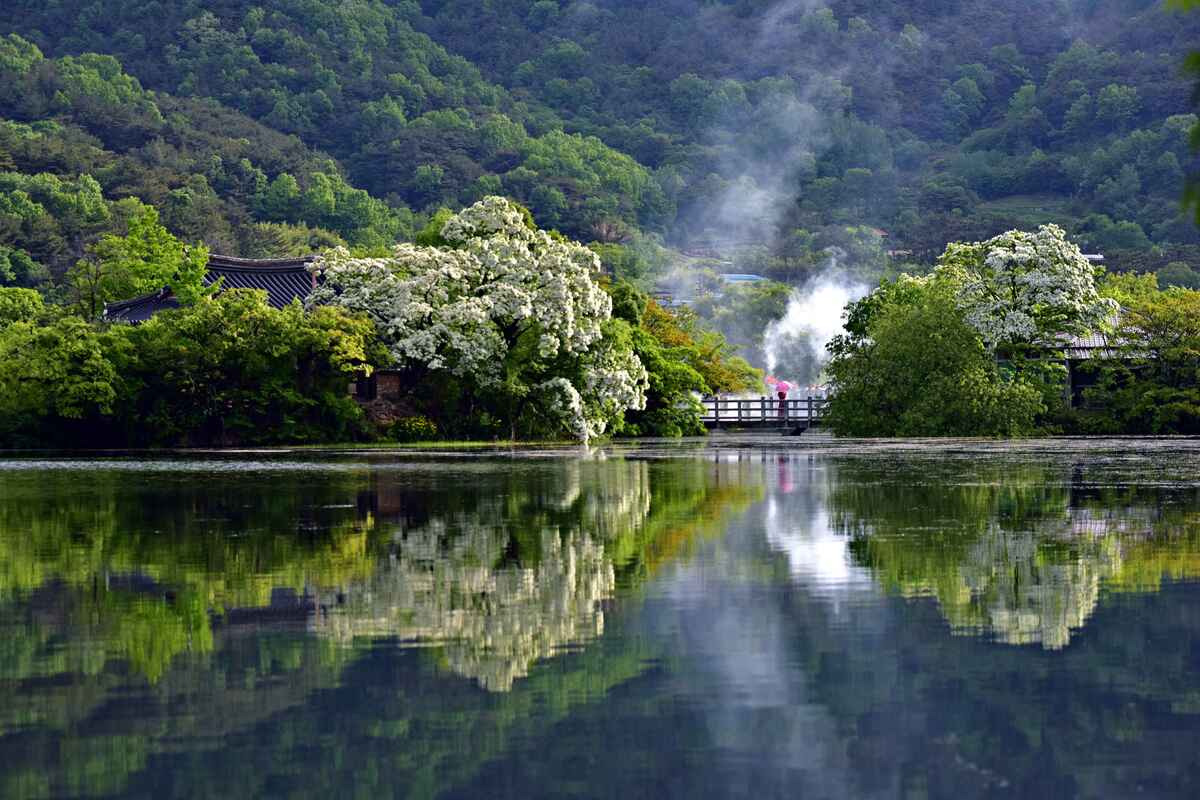 밀양 위양지 이팝나무 - 꽃길과 자연을 즐기는 완벽한 여행 코스