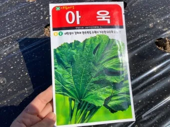 아욱 재배 텃밭 초보 직파 심기 병충해 적음_3