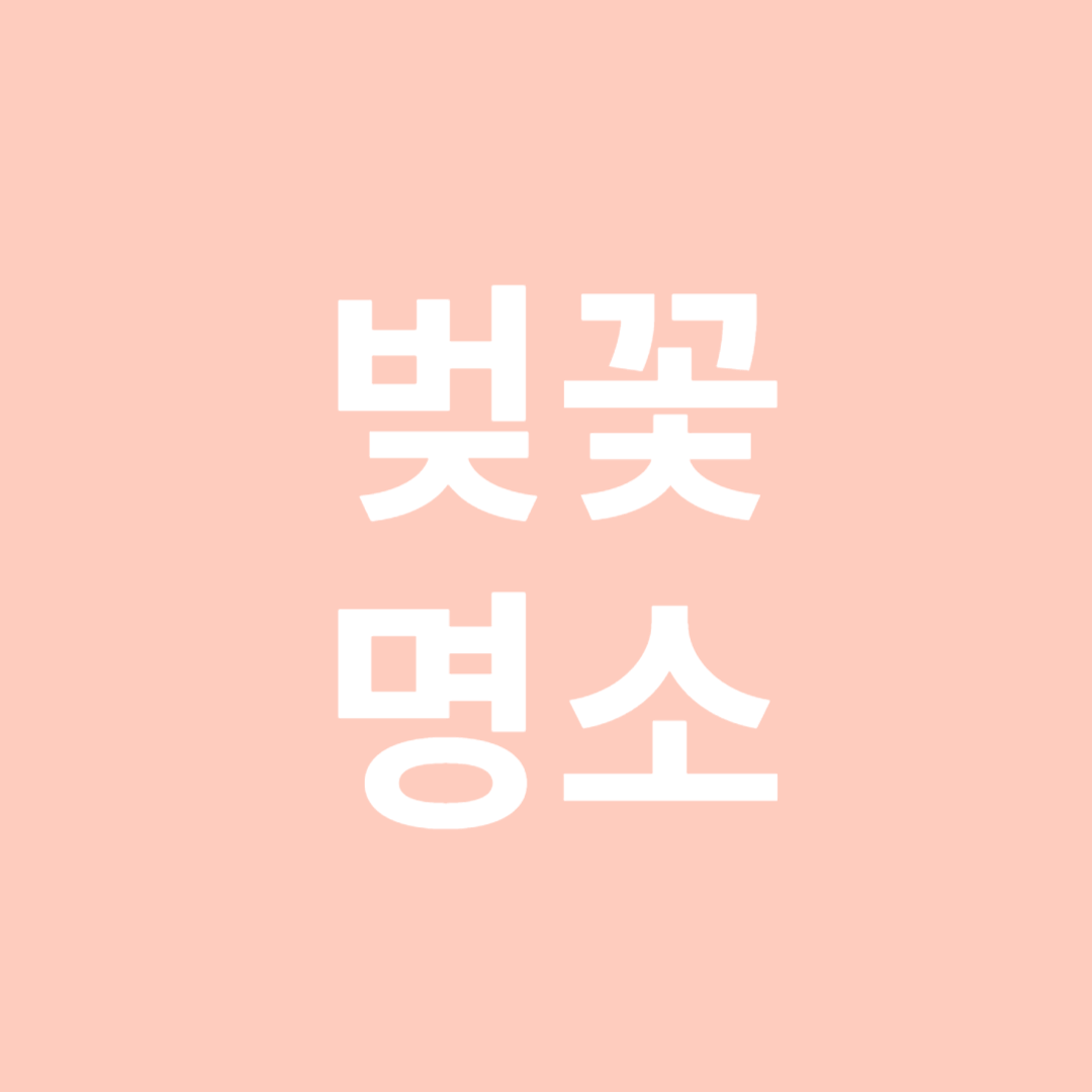 벚꽃 명소
