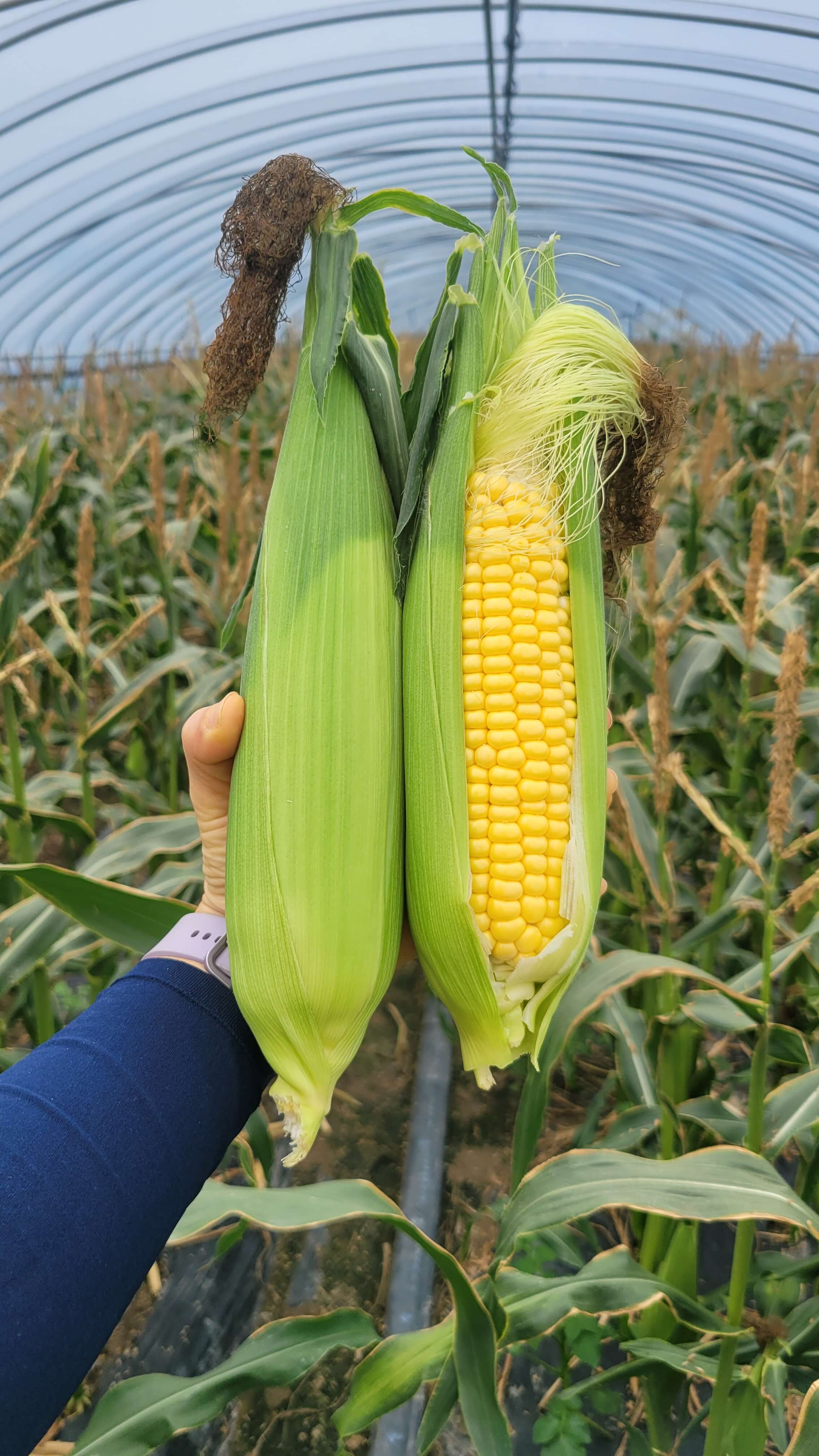 오늘N 가족이뭐길래 경남 밀양 혈당케어 건강쌀 브랜드 초당옥수수 수미감 농부로 주문방법 오늘N 2495회