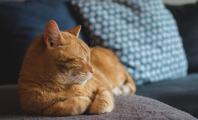 고양이가 싫어하는 냄새 TOP 5 안전하게 사용하는 방법