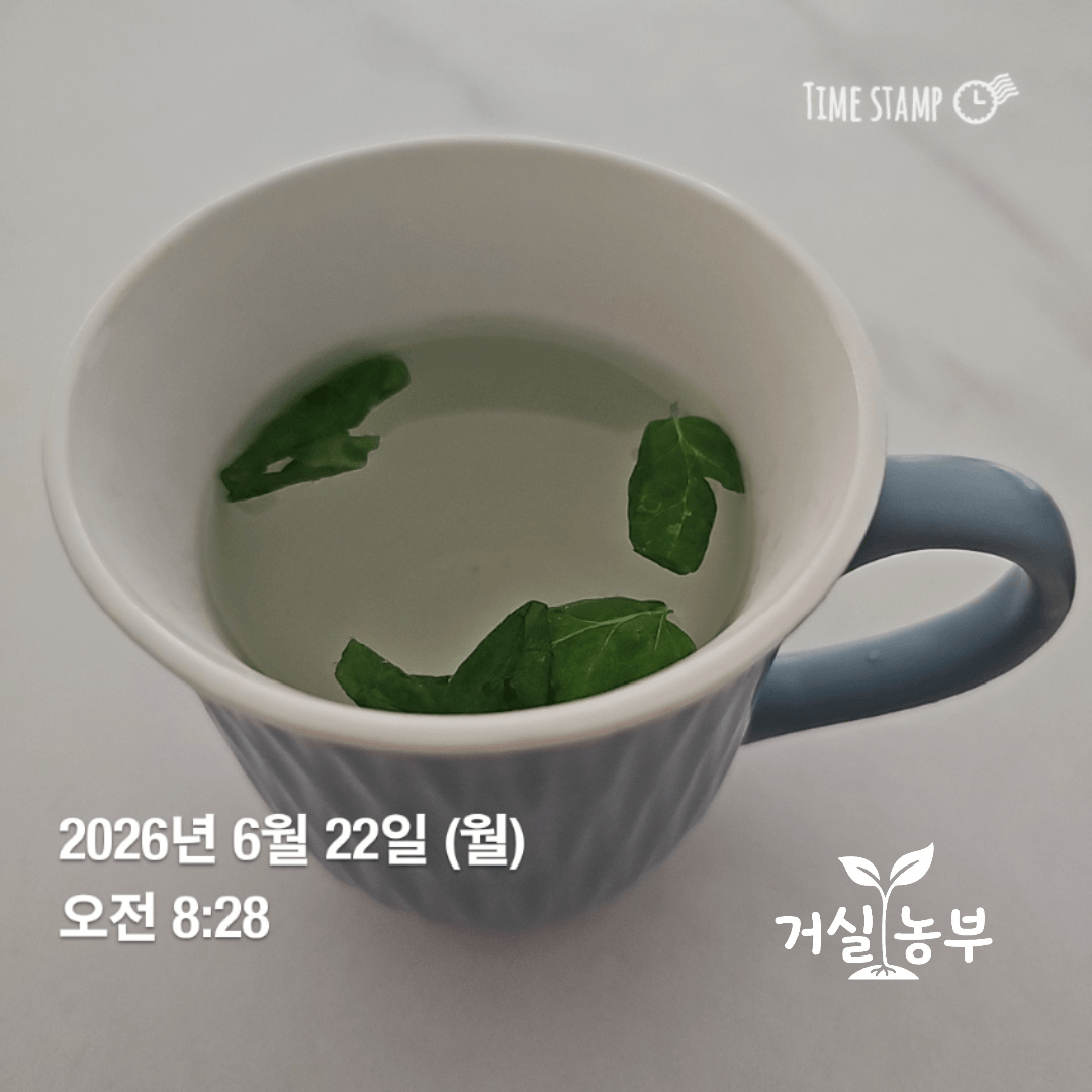 직접 키워 수확한 페퍼민트 잎 네 장을 뜨거운 물에 우린 민트차