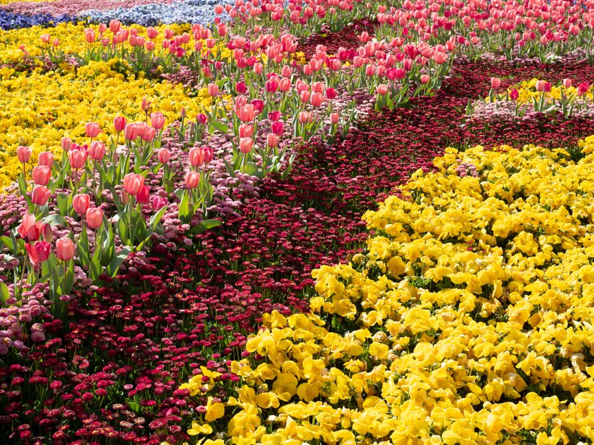 Colorful tulip and pansy display at Floriade, Canberra's renowned spring flower festival.