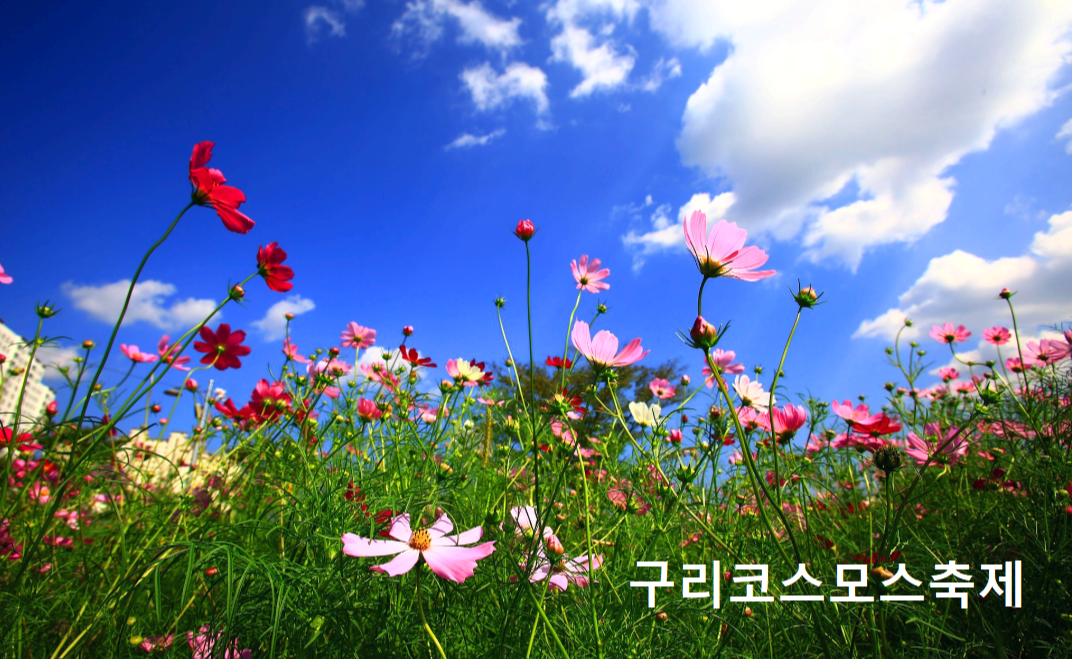 구리 코스모스축제