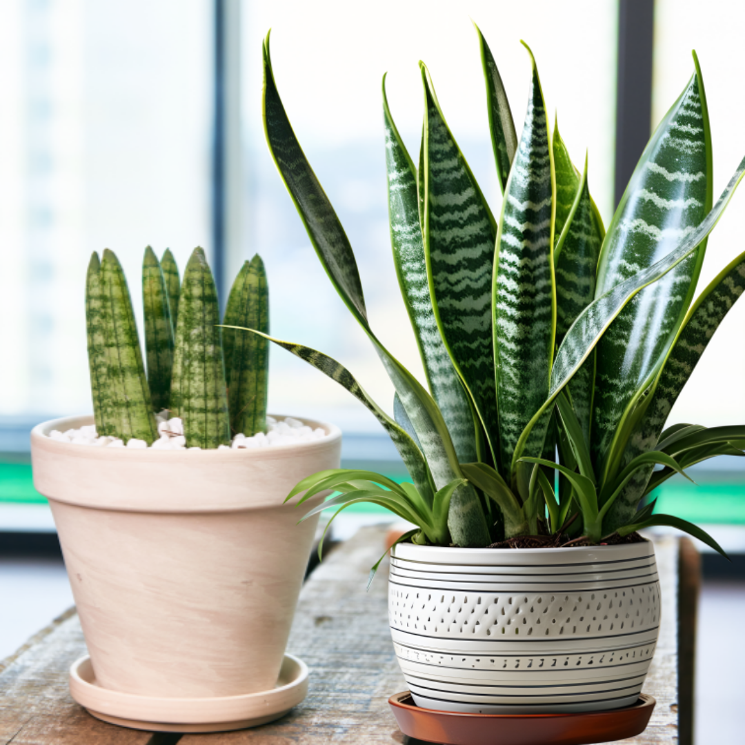 고양이 독성식물2