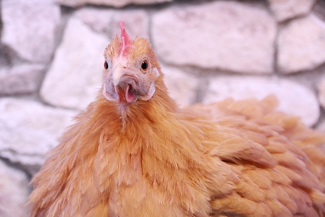 2024년 닭띠운세