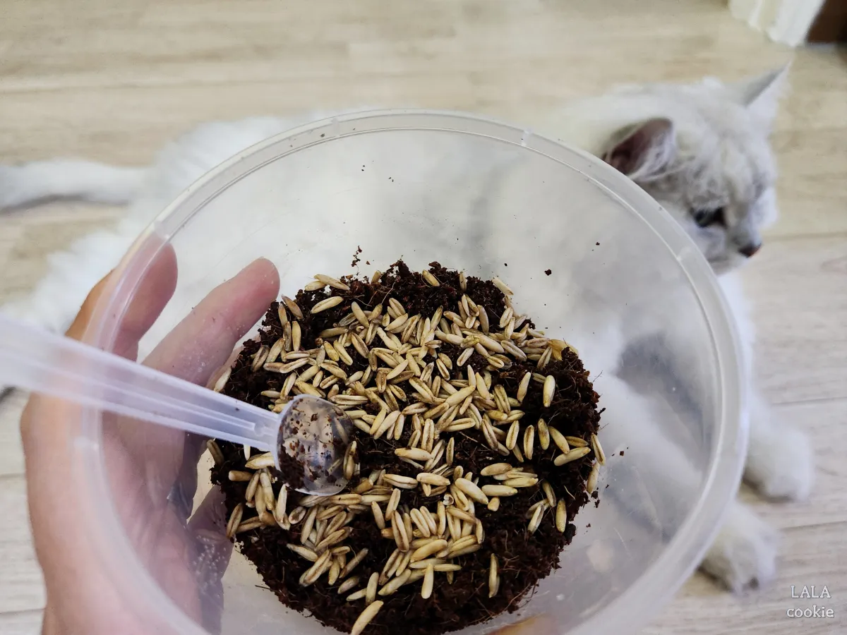 고양이-귀리-추천-그루루-흙-위에-뿌린-씨앗