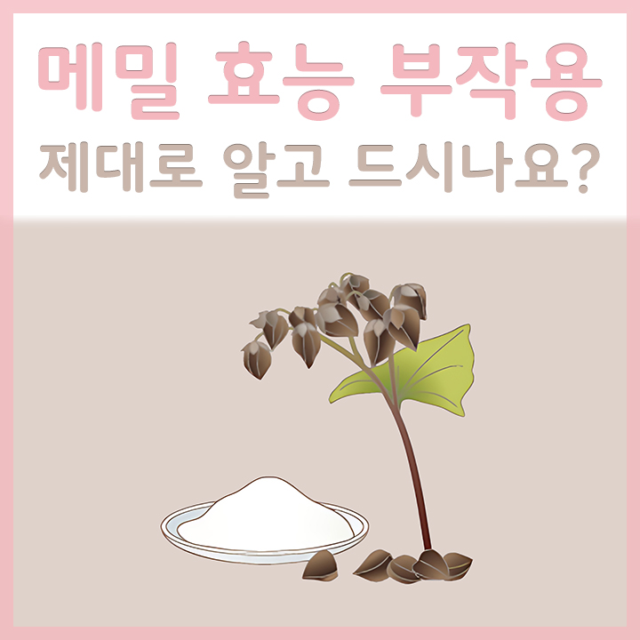 메밀