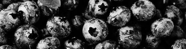 블루베리 키우기: 가지치기