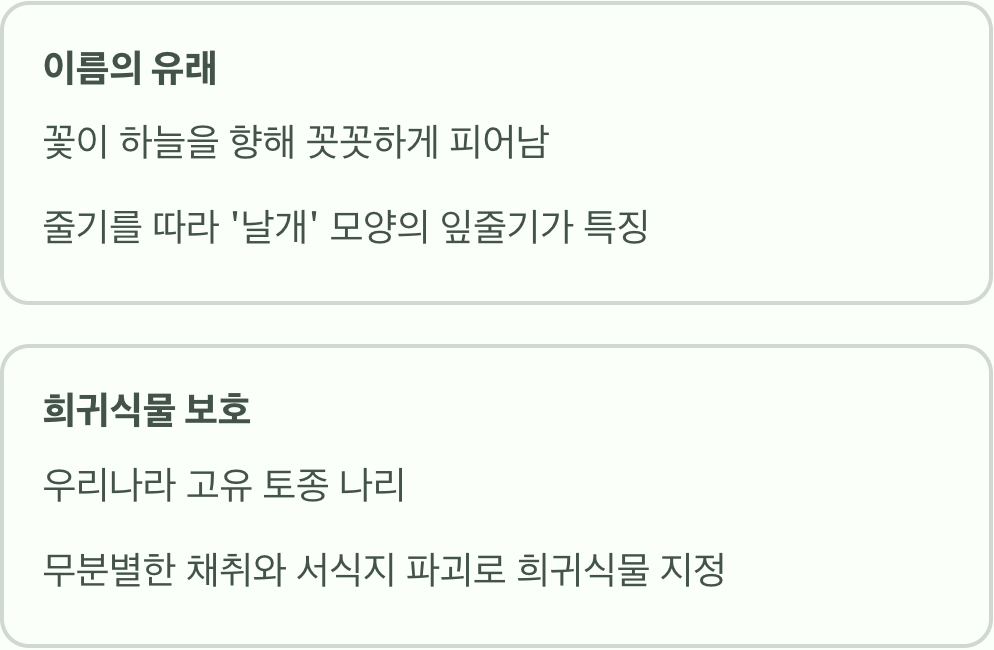'날개'를 가진 하늘나리, 이름의 비밀