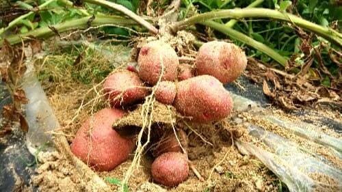 홍감자-자색감자-수확-감자효능