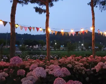 공주 수국축제 유구색동 수국 정원 꽃축제_25