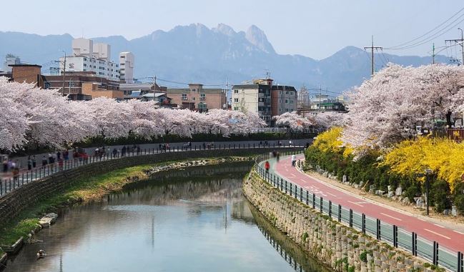 도봉구 벚꽃