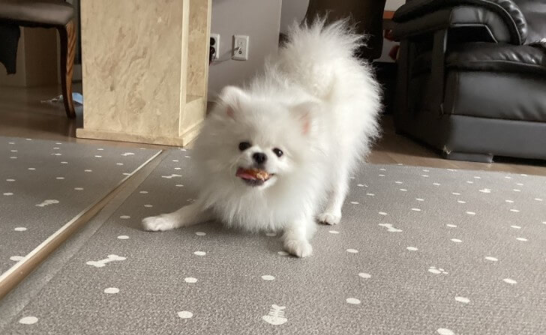 귤_먹는_강아지