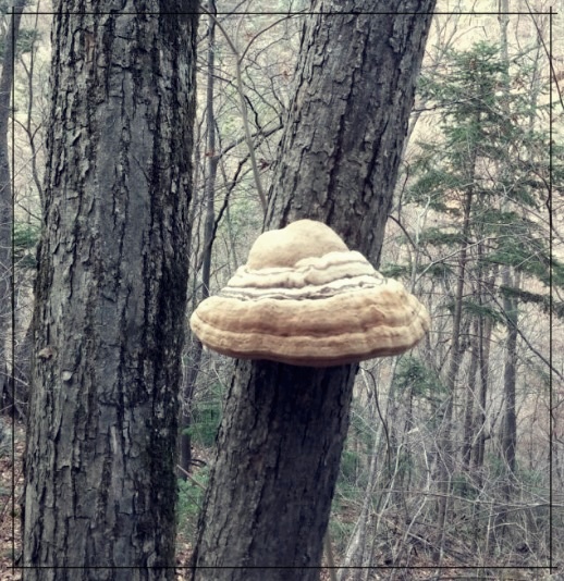 말굽버섯 효능 먹는법 가격 총정리