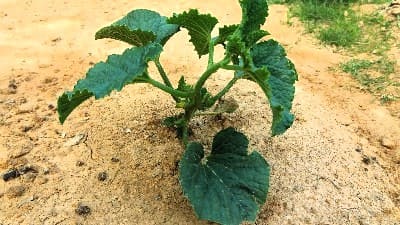 참외재배-종자-파종시기-수확시기-참외모종-심는시기-정식시기